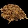 OrgoNutri Crispy Fried Onion Shallots, 150g, Premium Quality Golden Fried Shallots