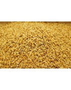 Satvik Chawal Ke Dhan ke Beej (Rice Paddy Seeds), 100g For Puja & Religious Purposes
