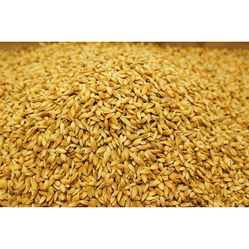 Satvik Chawal Ke Dhan ke Beej (Rice Paddy Seeds), 100g For Puja & Religious Purposes