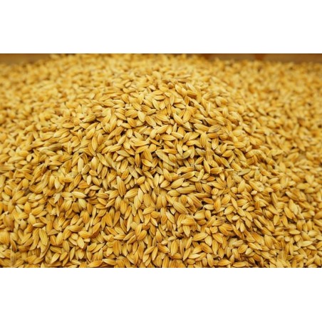 Satvik Chawal Ke Dhan ke Beej (Rice Paddy Seeds), 100g For Puja & Religious Purposes