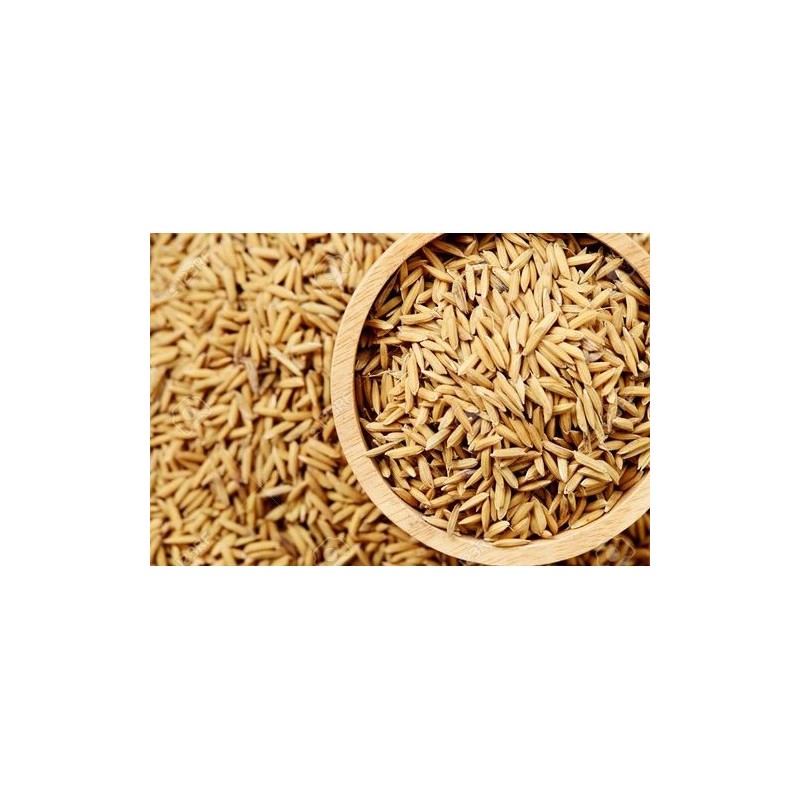 Satvik Gehu Ke Dhan Ke Beej (Wheat Paddy Seeds), 100g For Puja & Religious Purposes