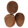 Satvik Dry Whole Coconut (Uncut, Non Edible) For Puja, Prayer & Hawan Purposes, Dry Copra, Nariyal
