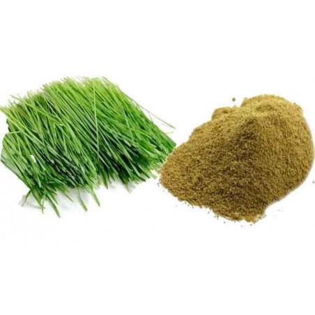 AyurNutri Arugampul Churnam (Bremuda Grass Powder), 100g