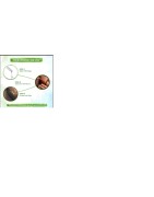 Mamaearth - Almond Beard Oil - 30ml