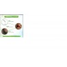 Mamaearth - Almond Beard Oil - 30ml