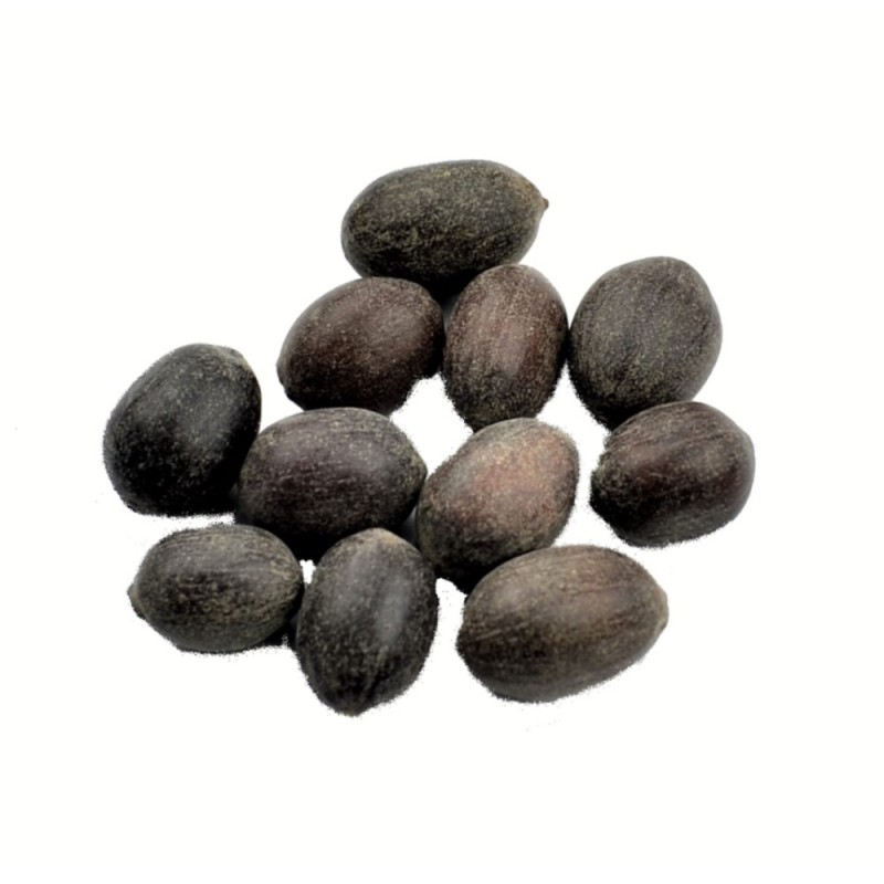Satvik Natural Raw Kamal Gatta (Lotus Seeds) for Prayers 11 Pcs
