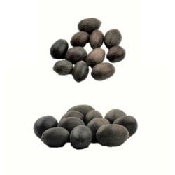 Satvik Natural Raw Kamal Gatta (Lotus Seeds) for Prayers 11 Pcs