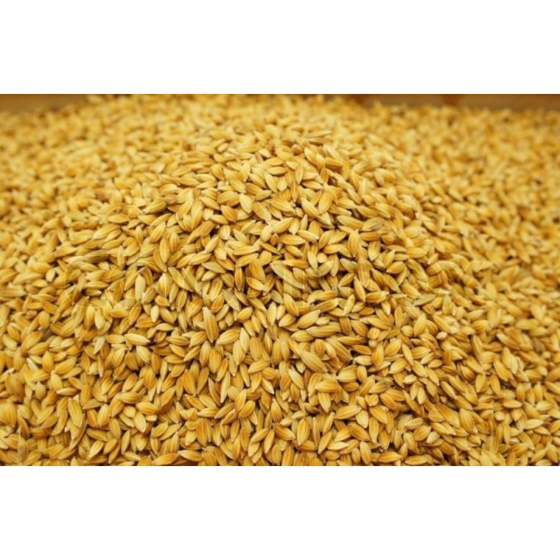 Satvik Chawal Ke Dhan Ke Beej, Vadlu (Rice Paddy Seeds) Pooja Dhan