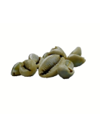 Satvik Spiritual Kaudi Conch (Shell/Sacred Shankh). The possession of Kaudi Conch is considered good for wealth and brings finan