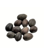 Satvik Natural Raw Kamal Gatta (Lotus Seeds) For Prayers, 11 pieces. Kamalgatta is used for Laxmi Pooja, Havan & other Hindu Rit