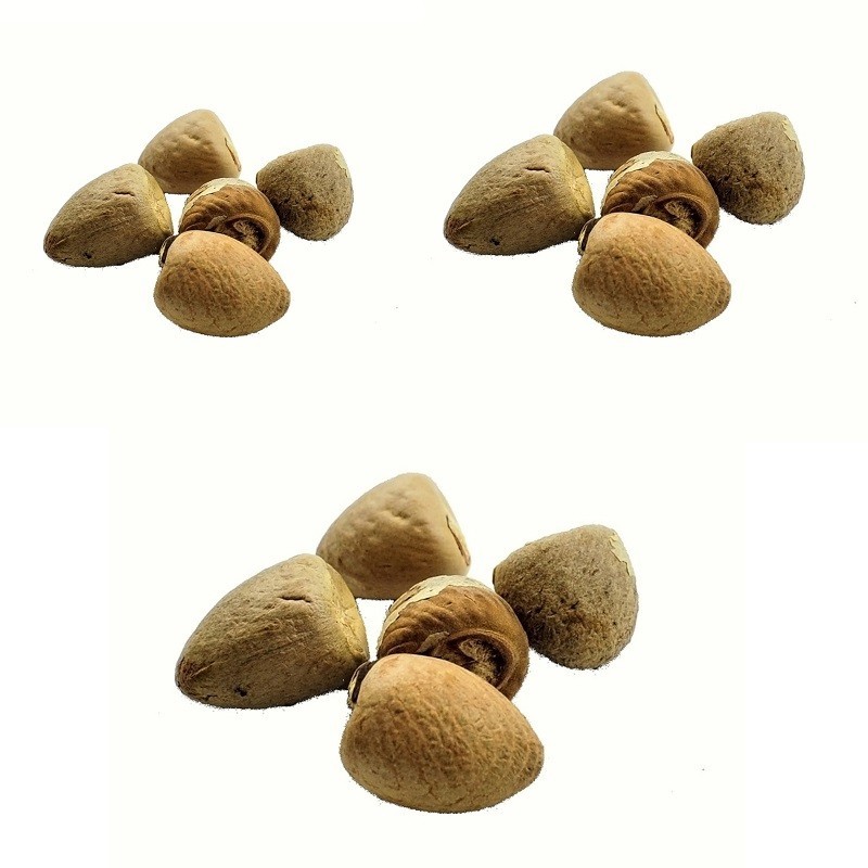 Satvik Whole Pooja Supari (Betel Nut), 5pcs