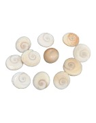 Satvik Natural Gomti Chakra, Gomati Chakra, Vishnu Chakra for Lakshmi Puja (11pcs)