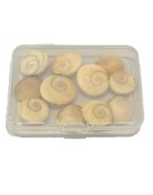 Satvik Natural Gomti Chakra, Gomati Chakra, Vishnu Chakra for Lakshmi Puja (11pcs)
