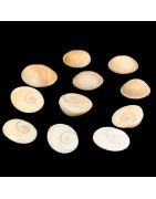 Satvik Natural Gomti Chakra, Gomati Chakra, Vishnu Chakra for Lakshmi Puja (11pcs)